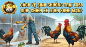 Cách vệ sinh chuồng trại TX68 giúp chiến kê luôn sung mãn
